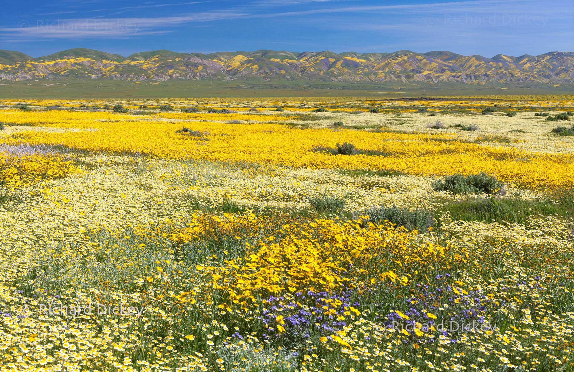 landscape photograph of Carrizo Plain wildflower super bloom