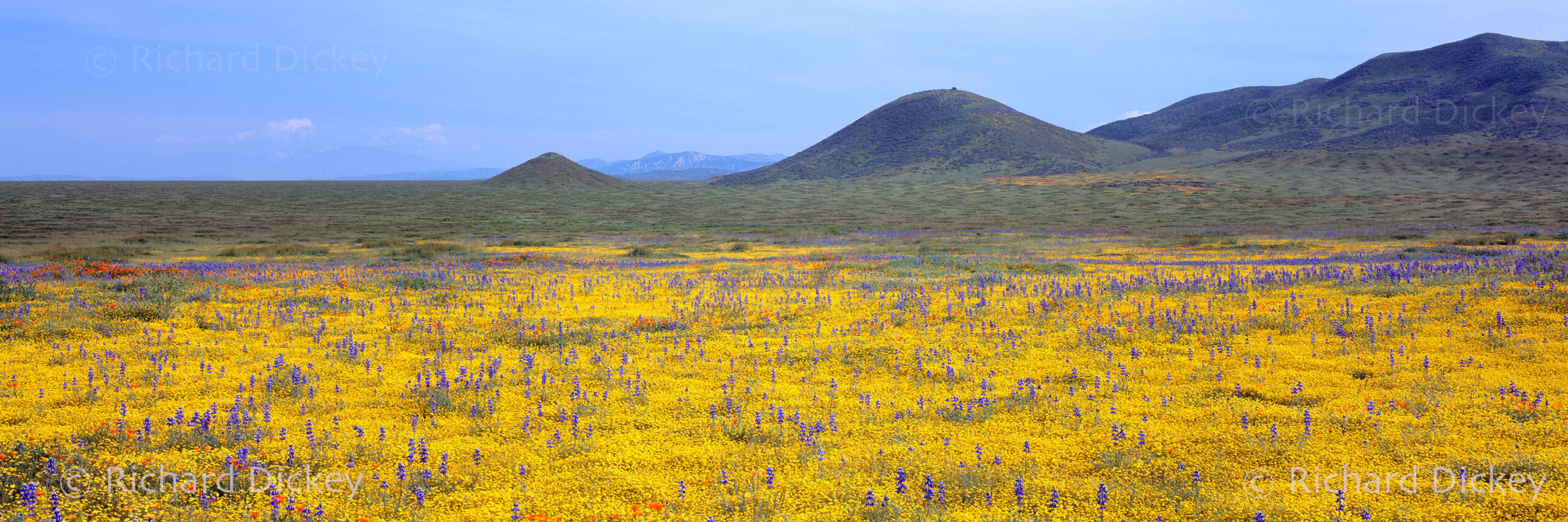 landscape photograph of wildflower super in Carrizo Plain