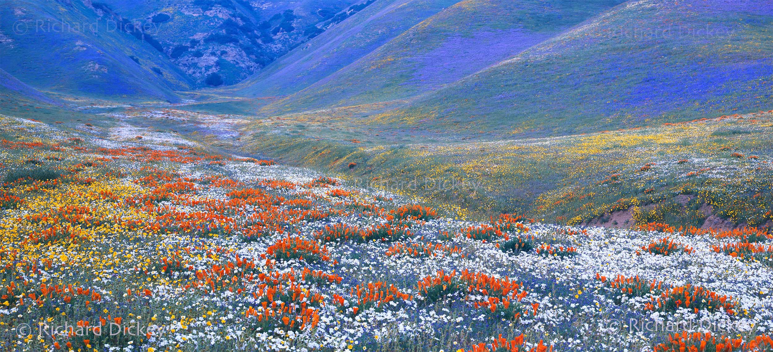 super bloom of California wildflowers 2003
