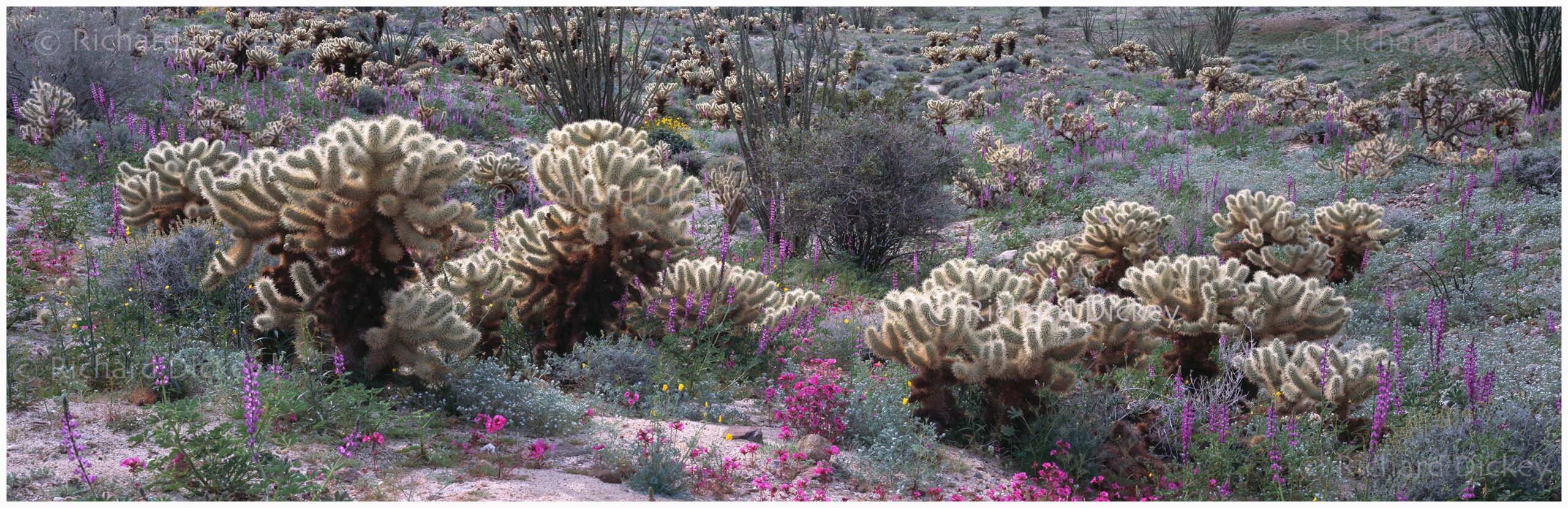 Colorful wildflower garden amongst prickly cholla cactus in Anza Borrego State Park CA.