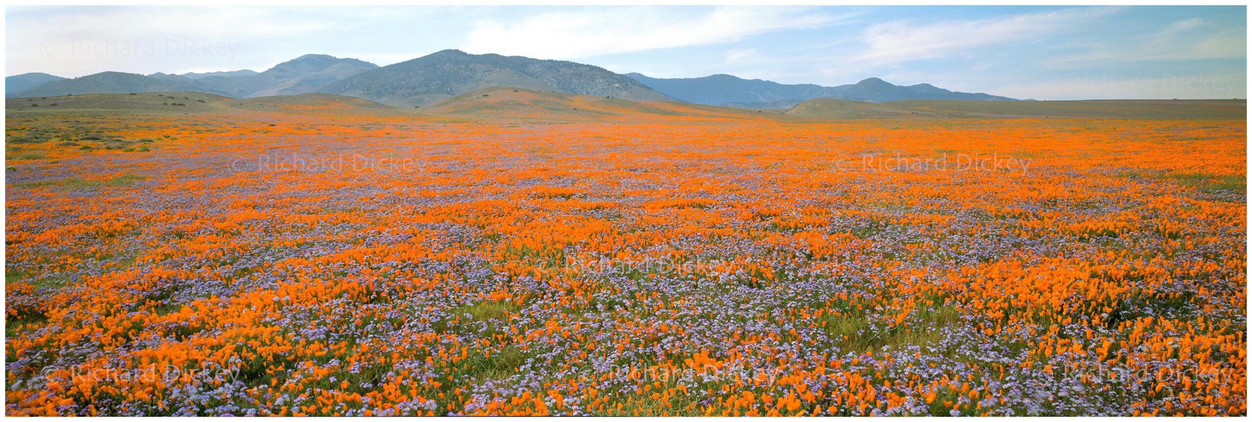 Wildflower landscape panorama photograph of orange and lavender wildflowers.