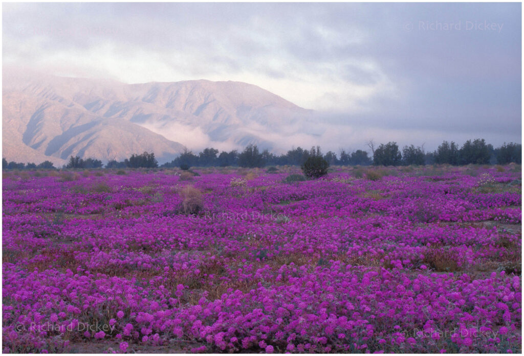 Photograph of pink desert wildflowers with morning fog in Anza Borrego State Park.