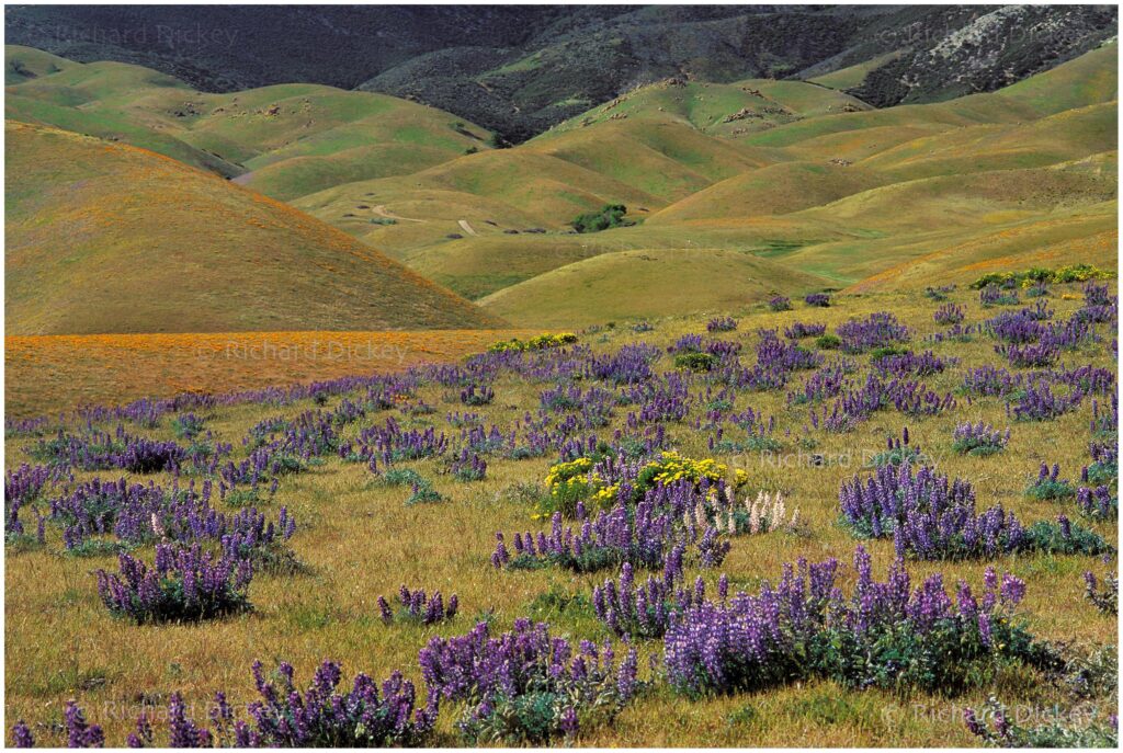 Painterly photographic view of desert lupines and California poppies covering rolling hills of Tejon Ranch. 