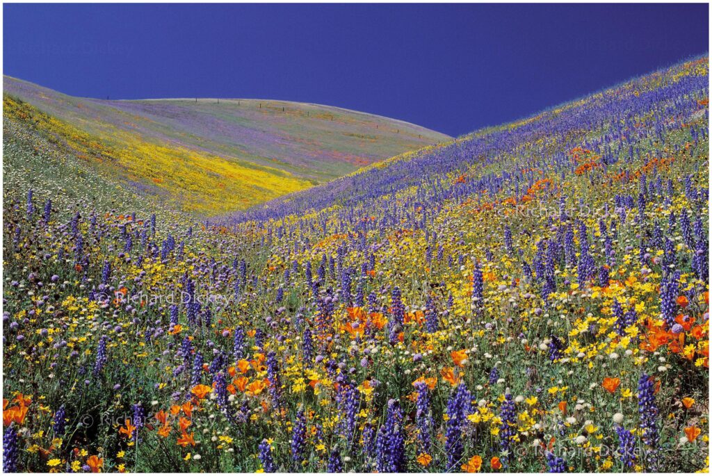 Photograph of dense super bloom of blue, yellow, white, orange, lavender, and maroon California wildflowers in Gorman CA.