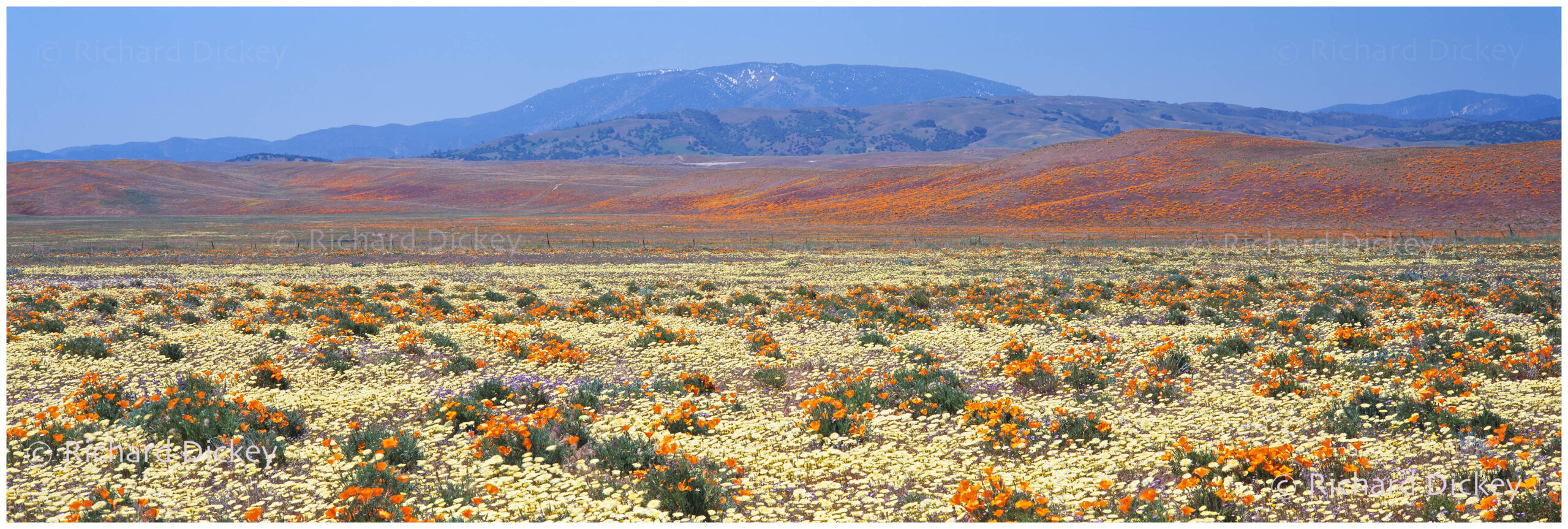 Panoramic landscape photograph of orange, yellow, blue, lavender desert wildflowers.
