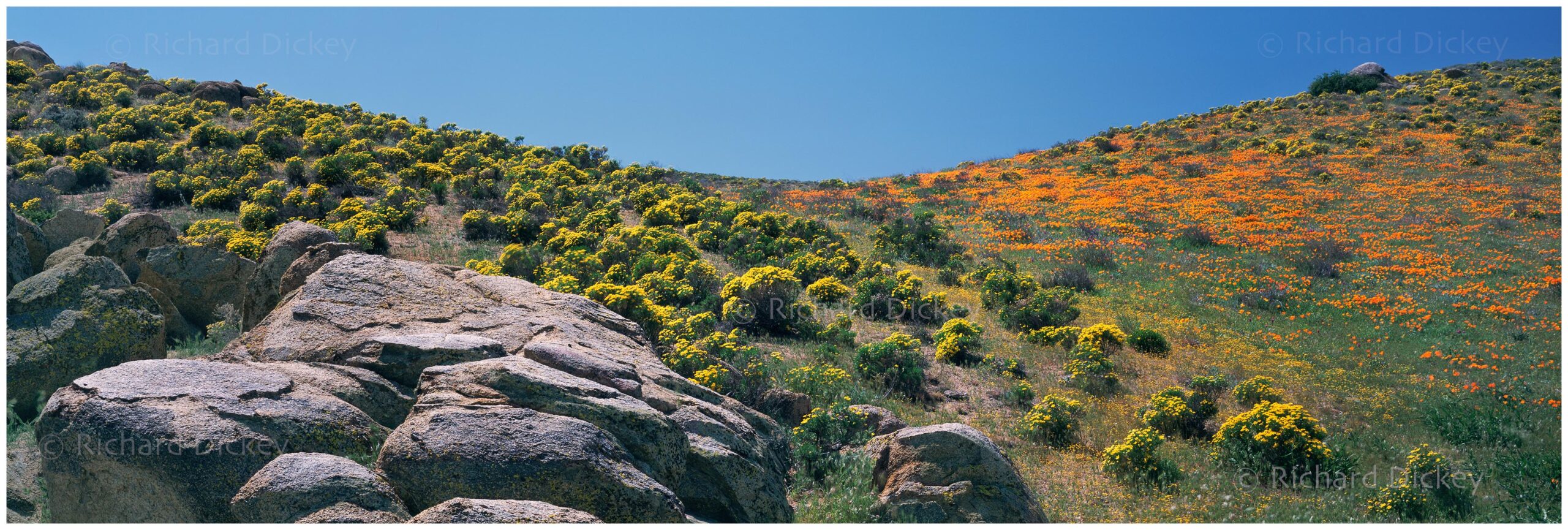Panoramic photograph of quartzite boulders with yellow goldenbush wildflowers and orange California poppies. 