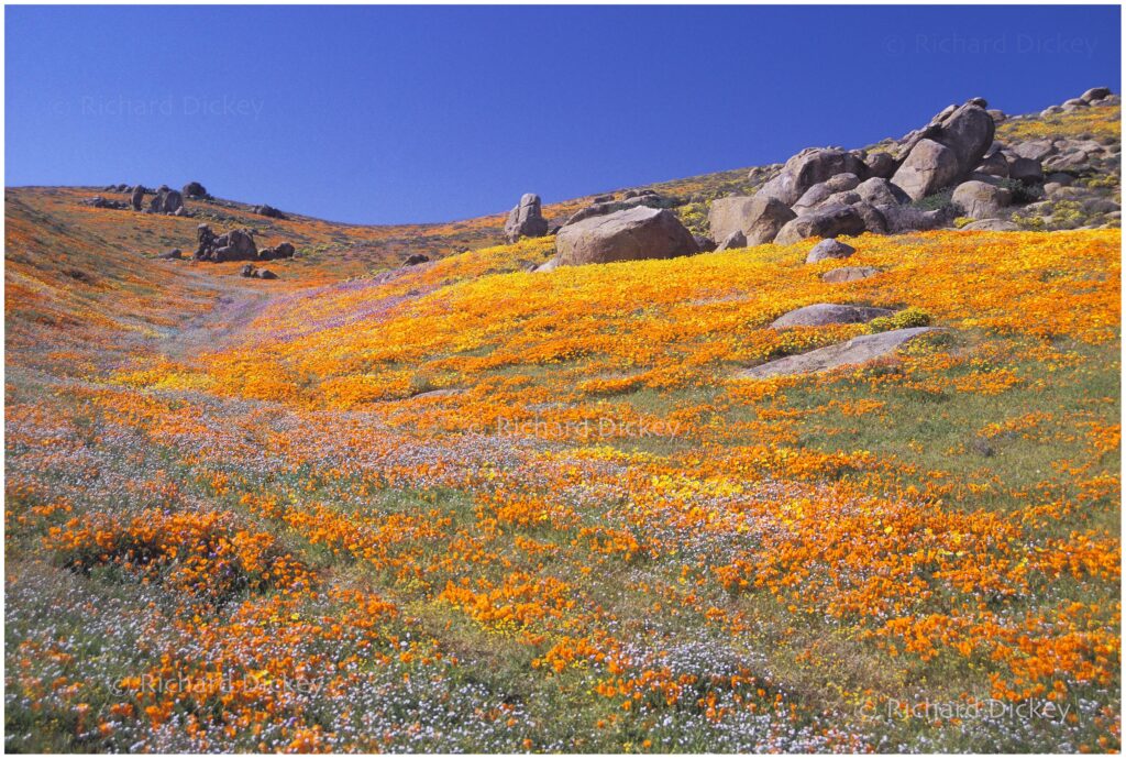 Photograph of white, orange, yellow, and purple desert wildflowers surrounding large boulders.