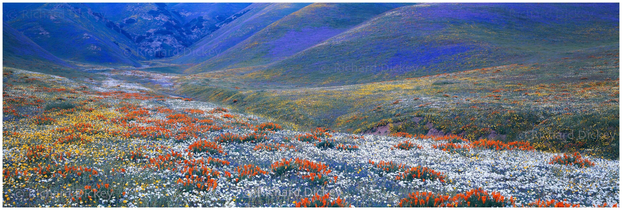 Panoramic photograph of beautiful canyon covered with white, orange, yellow, and blue wildflowers at dusk.