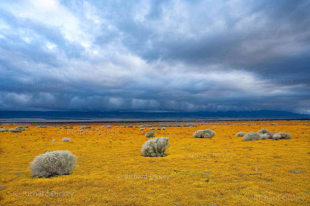 Approaching line of storm clouds, rolling across a yellow and orange super bloom landscape, Antelope Valley 2006.