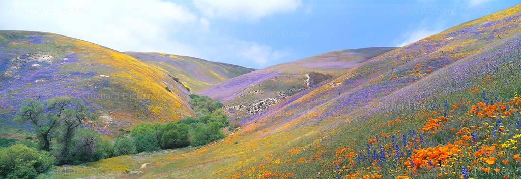 Wide panorama of rolling hills carpeted in pastel colors of orange, blue, yellow and lavender wildflowers, Gorman CA 2003.