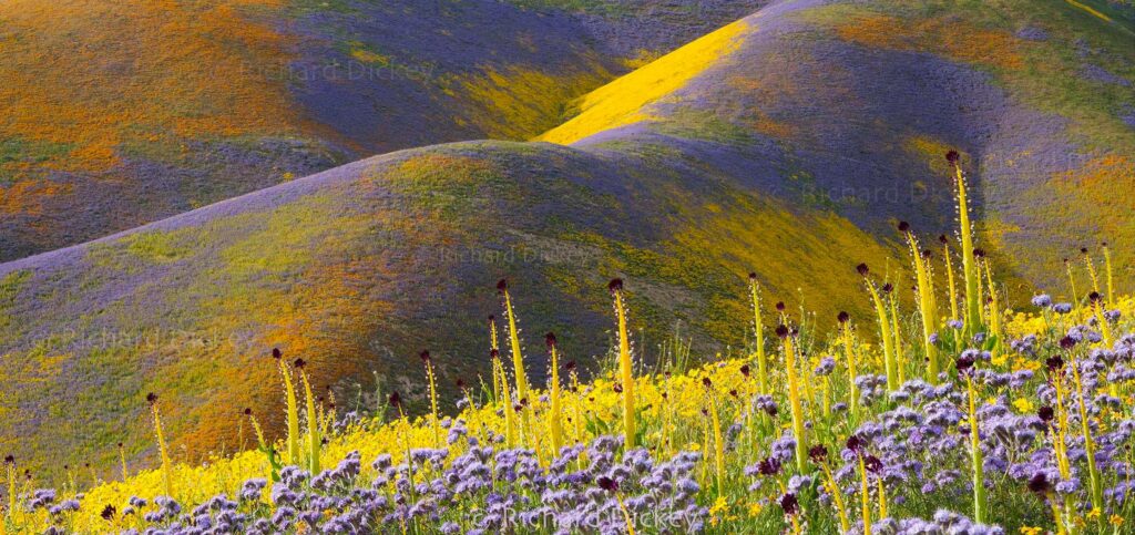 Rolling hillsides of the Carrizo Plains covered in a wildflower superbloom, bursting with vibrant orange, blue, yellow, maroon, and lavender colors like melted crayons, 2017.