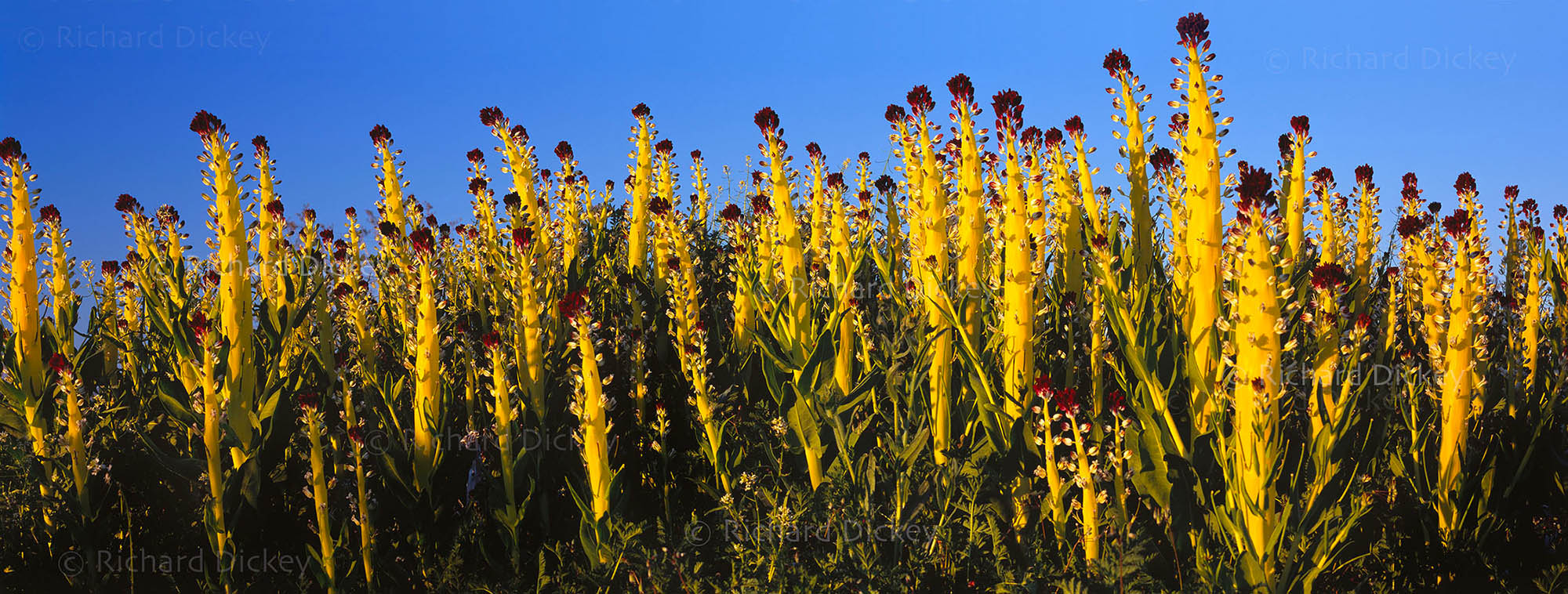 3–4 ft tall desert candle wildflowers (Caulanthus inflatus) glowing like fiber optics at sunset, forming an otherworldly forest in the Mojave Desert, 2005.