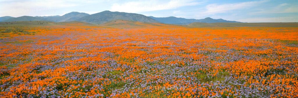 Vast panoramic super bloom of orange and blue wildflowers rustling in the wind.