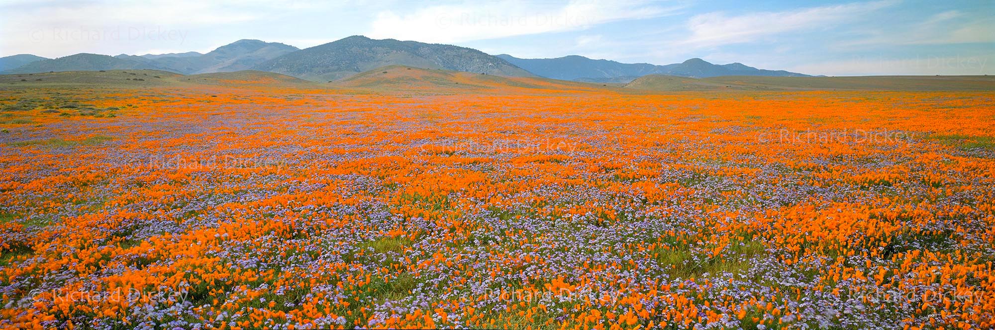 Fuji GX617 panorama of vast orange and blue-violet wildflowers across the western Antelope Valley beneath a softly overcast sky.