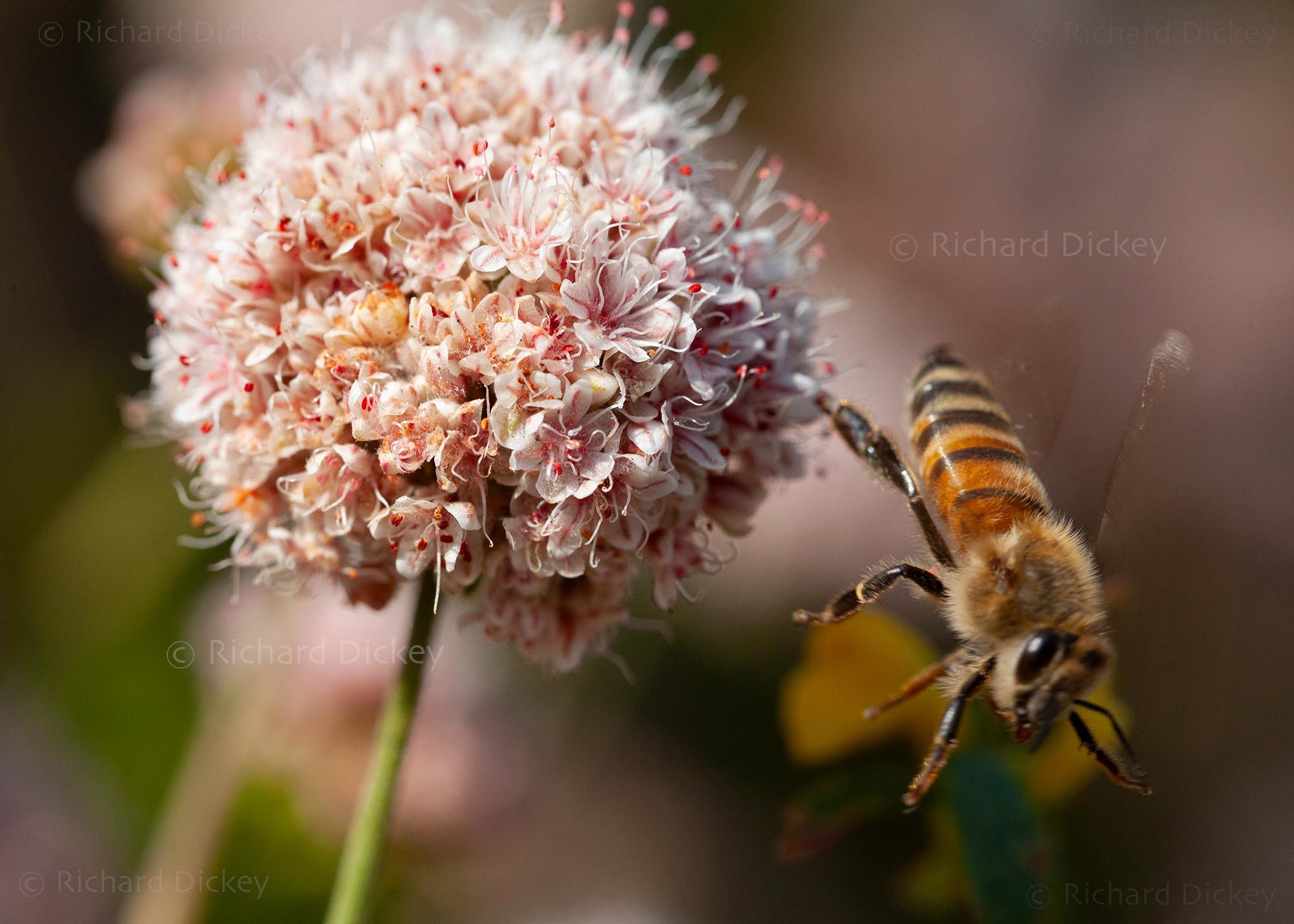 Pink and white California Buckwheat flower with honey bee.