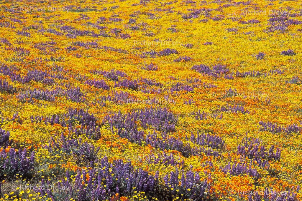Dense super bloom of one million yellow, orange and blue wildflowers on Tejon Ranch 1992.