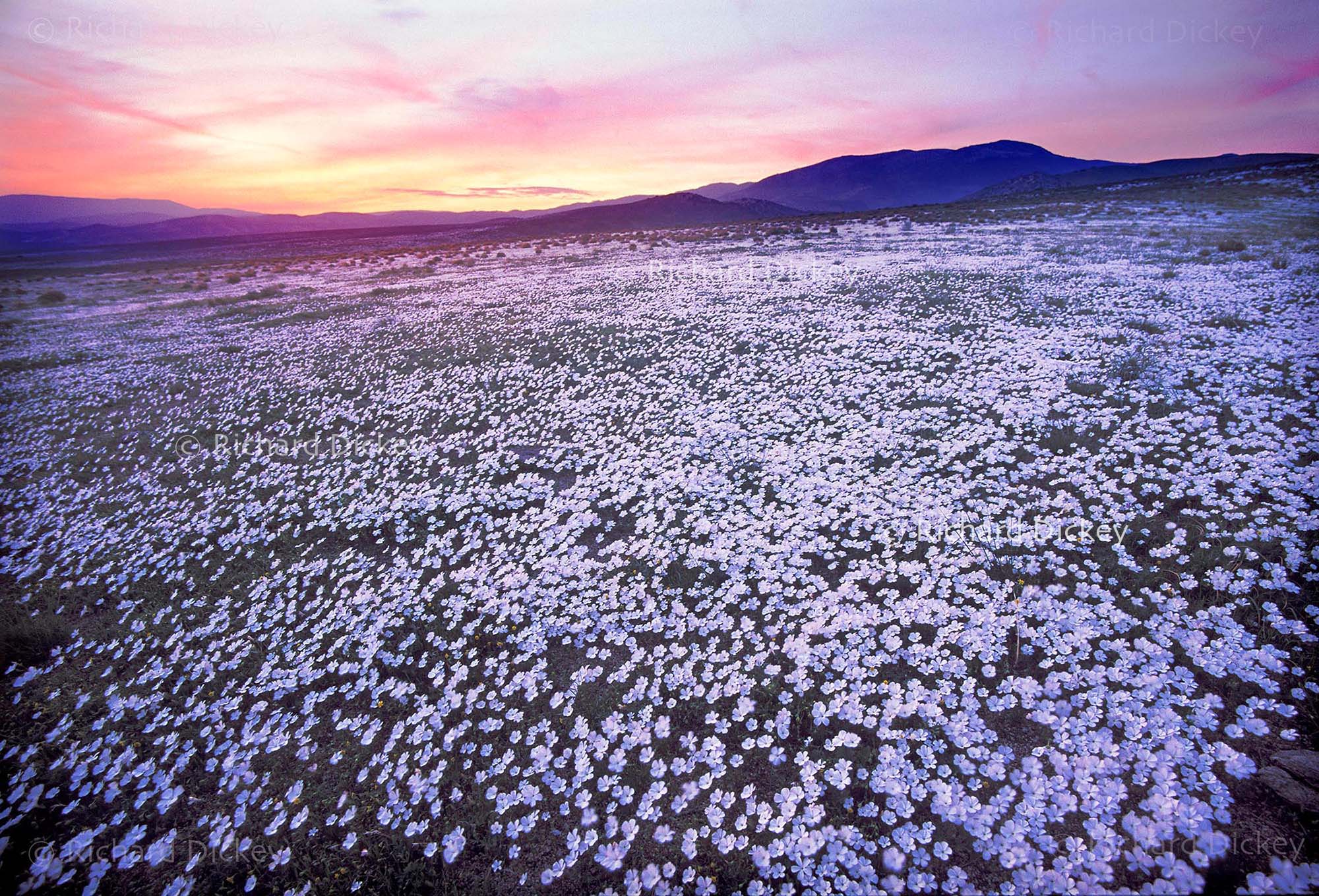 Night blooming wildflowers of Antelope Valley illuminated by pink sunset light on their white petals, 2001.