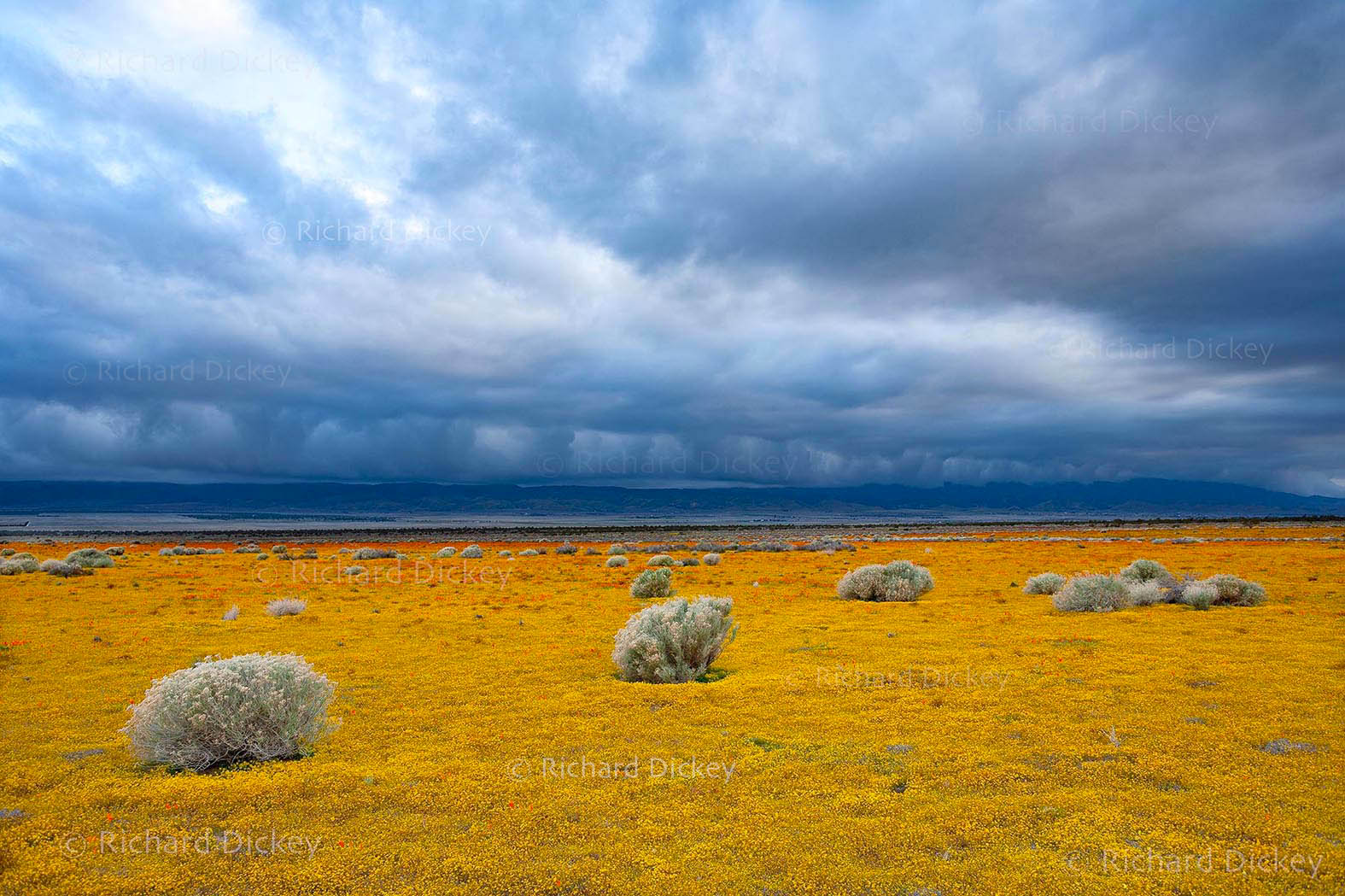 Approaching line of storm clouds, rolling across a yellow and orange super bloom landscape, Antelope Valley 2006.