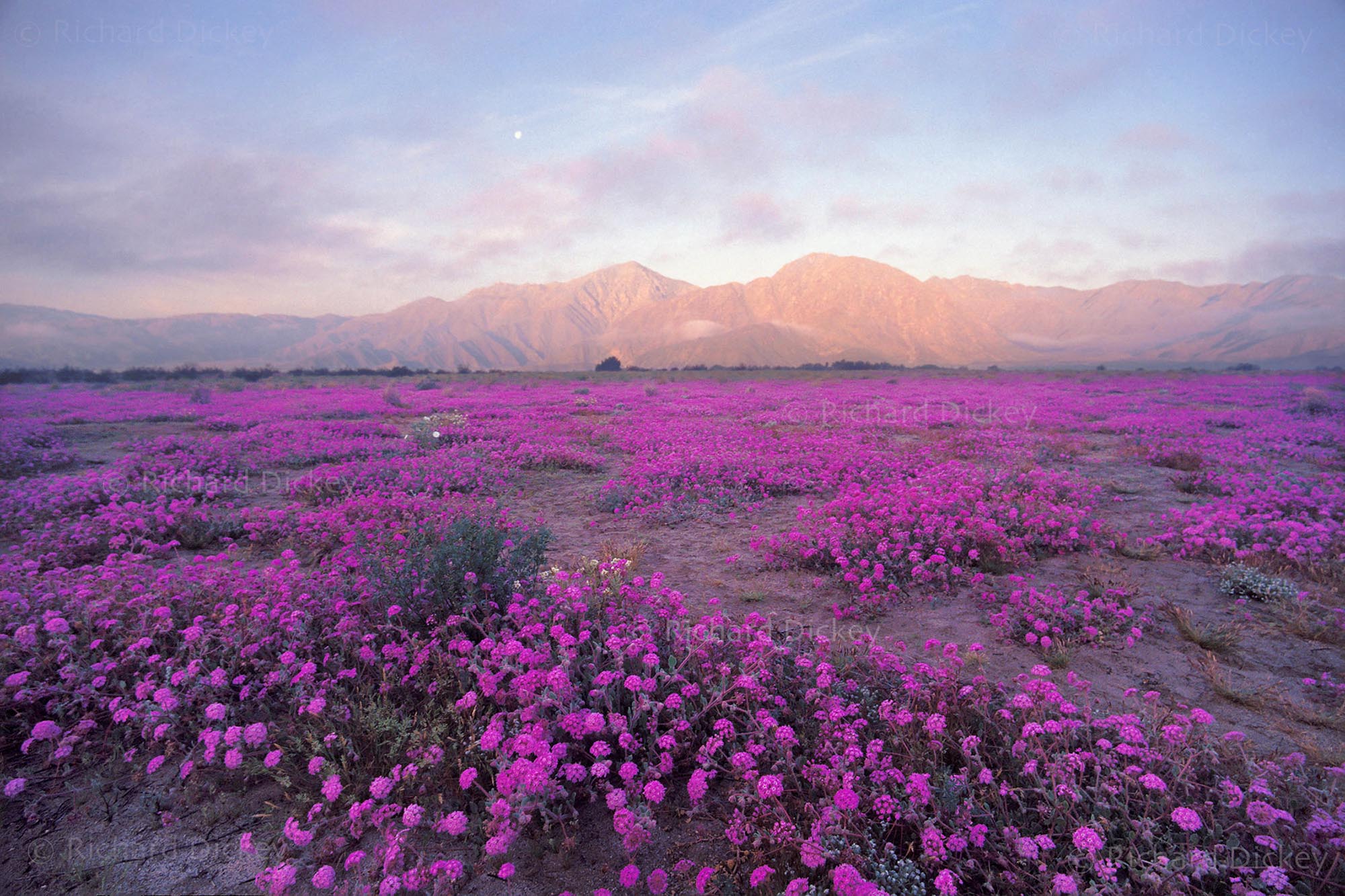 Pink carpet bloom of sand verbena (Abronia villosa) wildflowers with lifting morning fog and full moon at sunrise in Anza Borrego 1998.