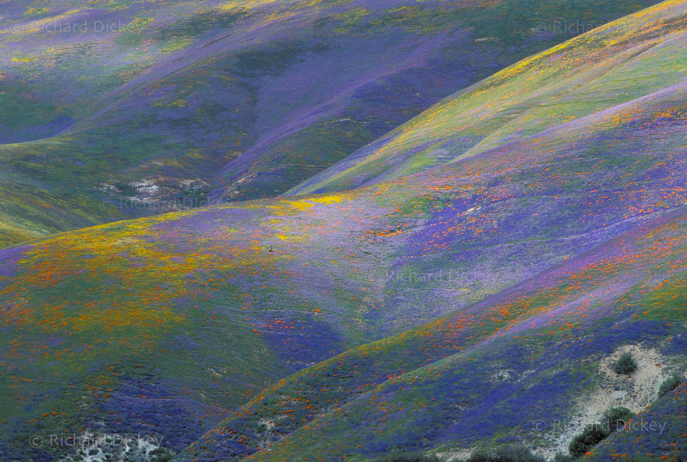 Lone photographer among blue and gold wildflower-covered hills at Gorman, California, 2003.