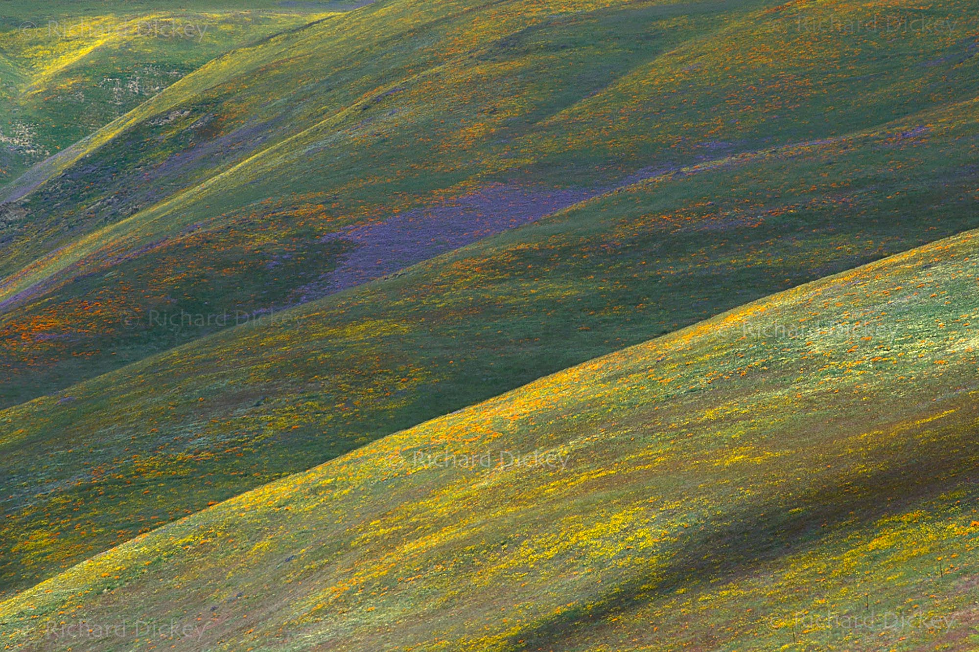 Layered wildflower colors across the rolling Gorman Hills during the 2003 super bloom.