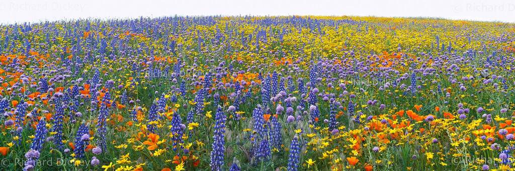 Panorama closeup of orange, blue, yellow and lavender colored wildflower super bloom in Gorman CA 2003.