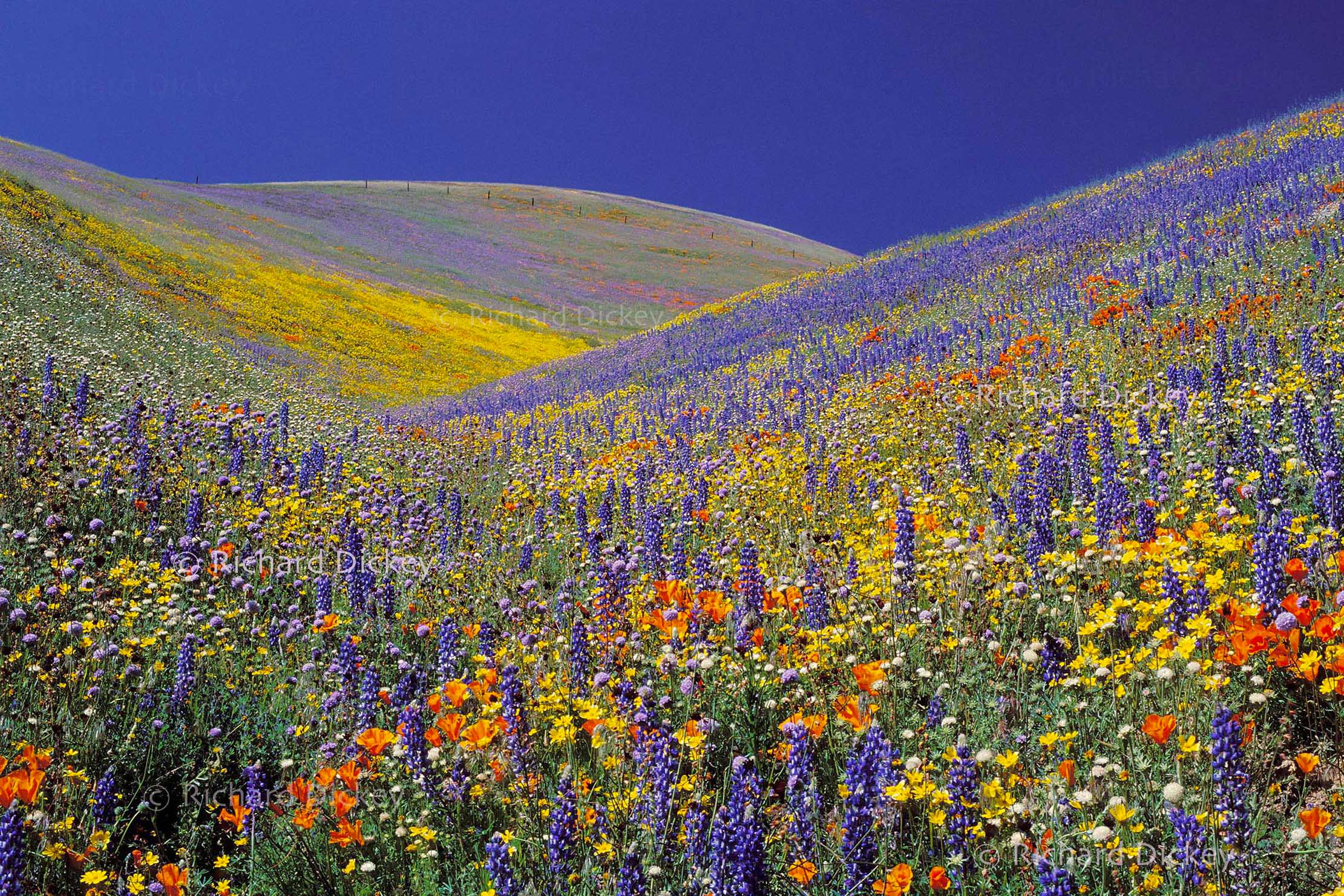 Rolling hills covered with California wildflowers during the 2003 Gorman super bloom.