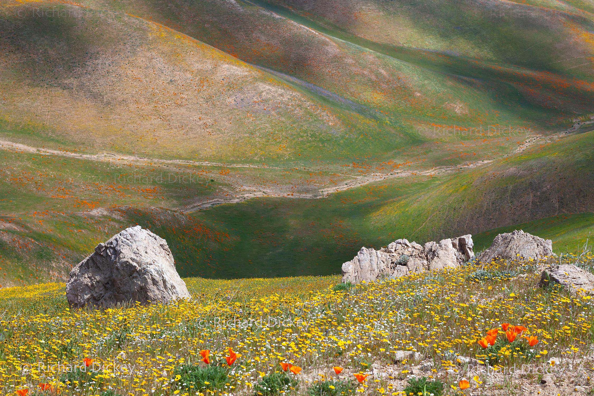 Cloud shadows moving across sparse wildflowers at the upper elevations of Gorman, California, 2010.