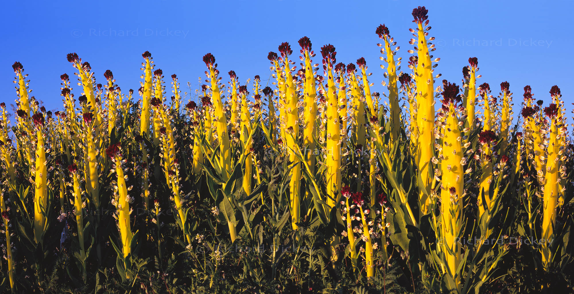 3–4 ft tall desert candle wildflowers (Caulanthus inflatus) glowing like fiber optics at sunset, forming an otherworldly forest in the Mojave Desert, 2005.
