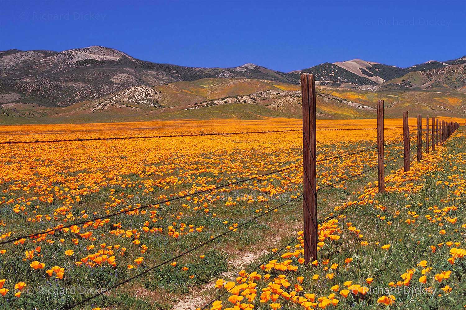 California poppies behind barbed wire fence.