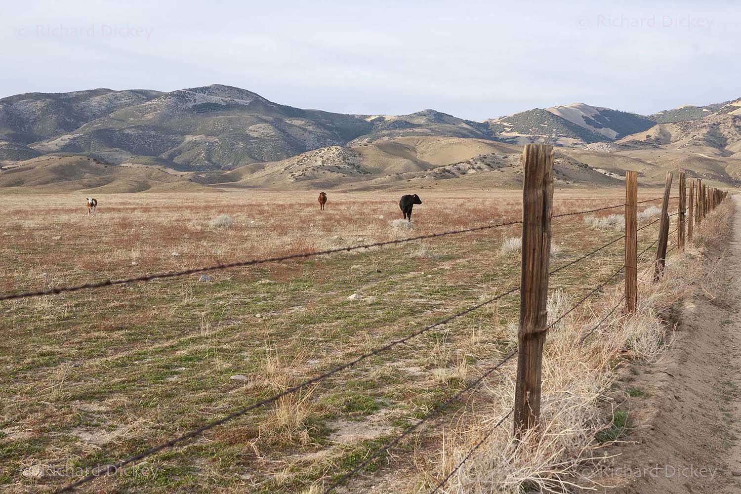 Dry dormant landscape of Tejon cattle ranch behind barbed wire.