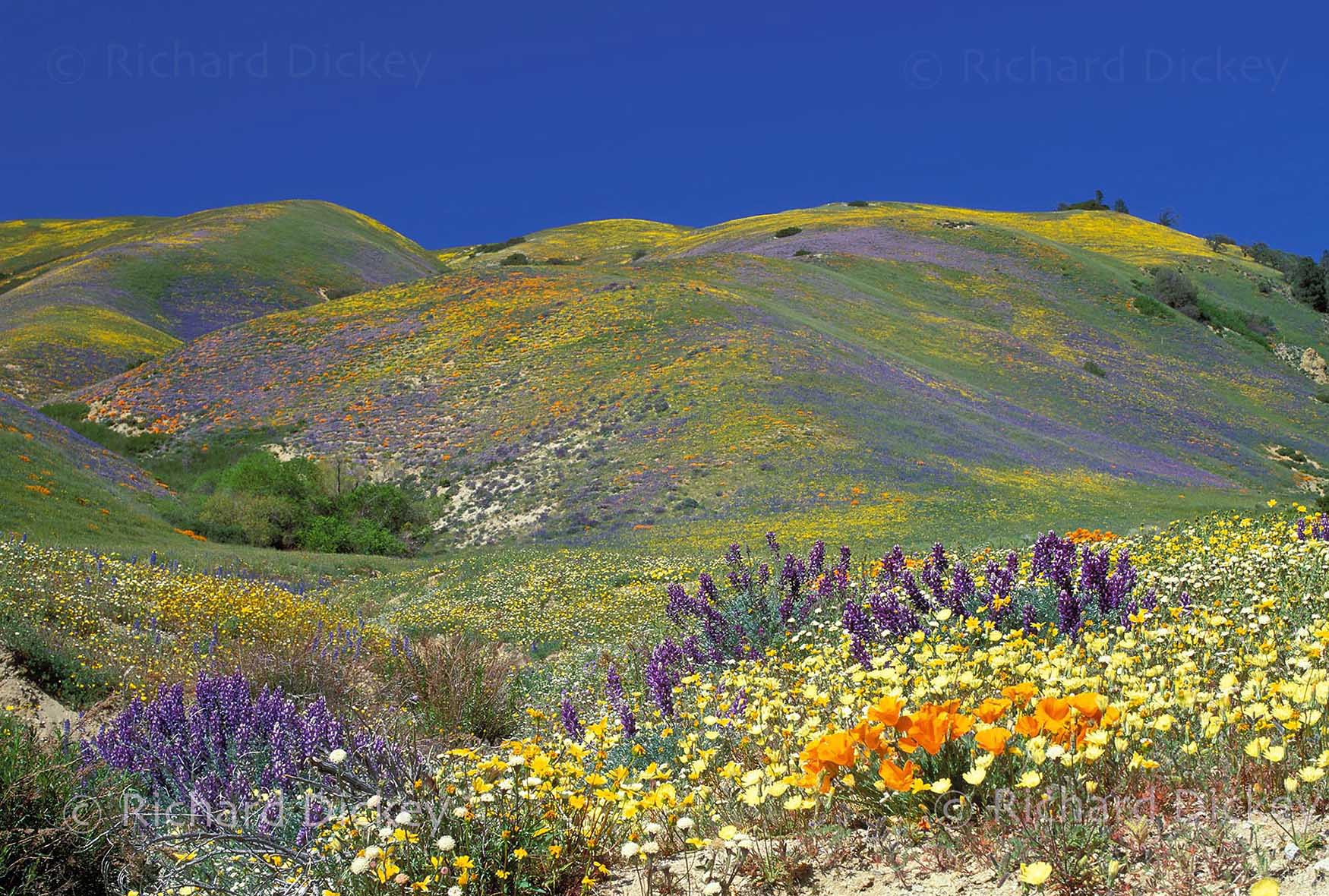 landscape photograph of wildflower super bloom in Gorman CA