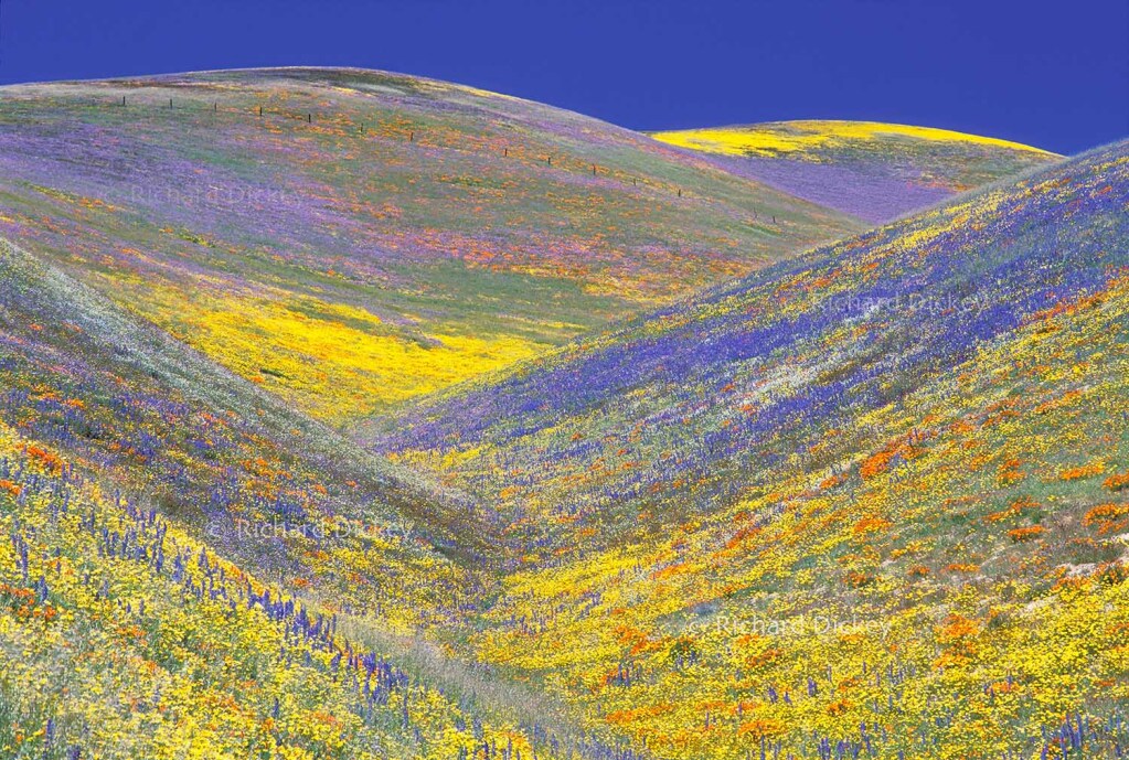 Rolling hillsides of blue, orange, lavender and white wildflowers carpeting the hills of Gorman CA 2003.
