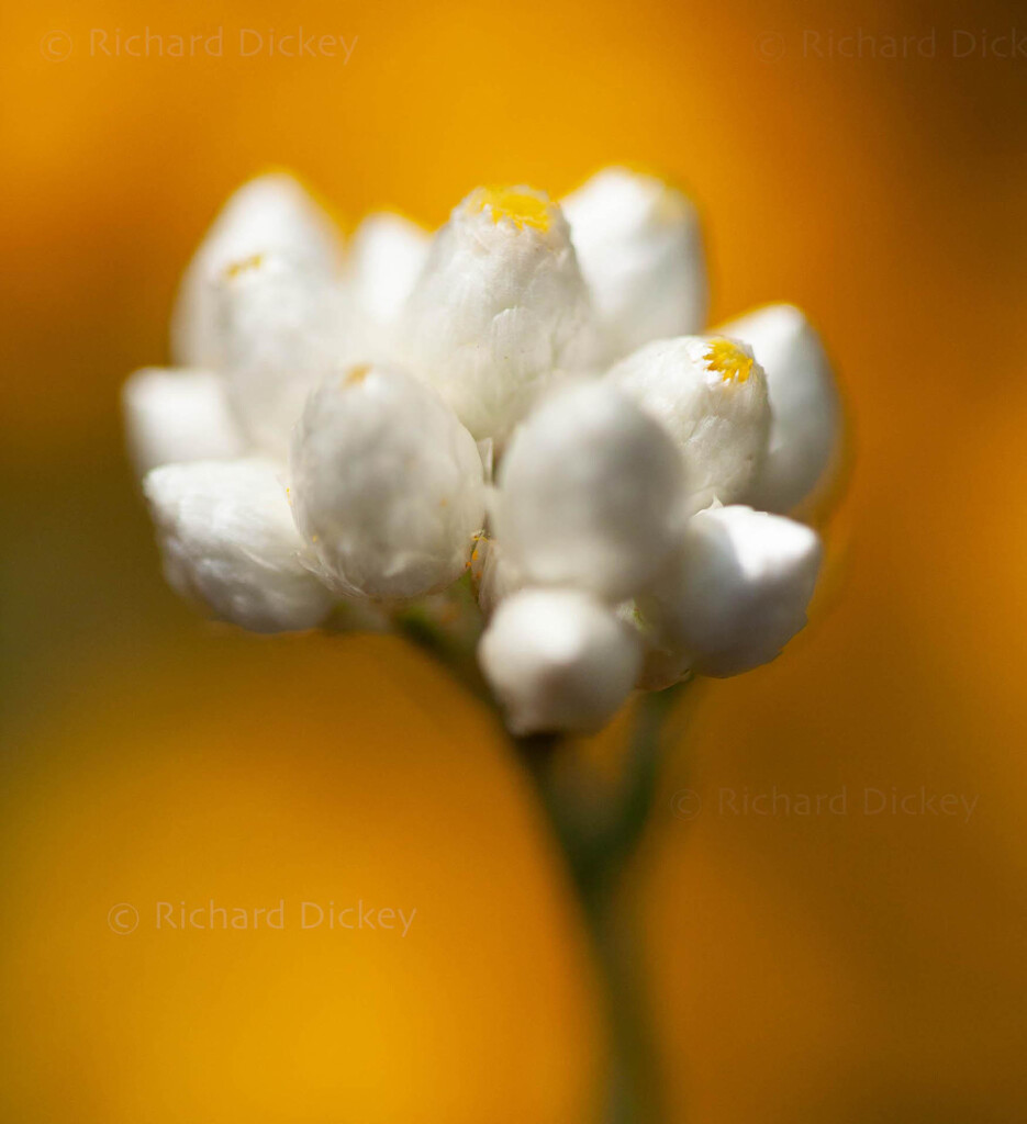 California Everlasting White Flower (Pseudognaphalium californicum) photographed in shallow focus Bokeh style.