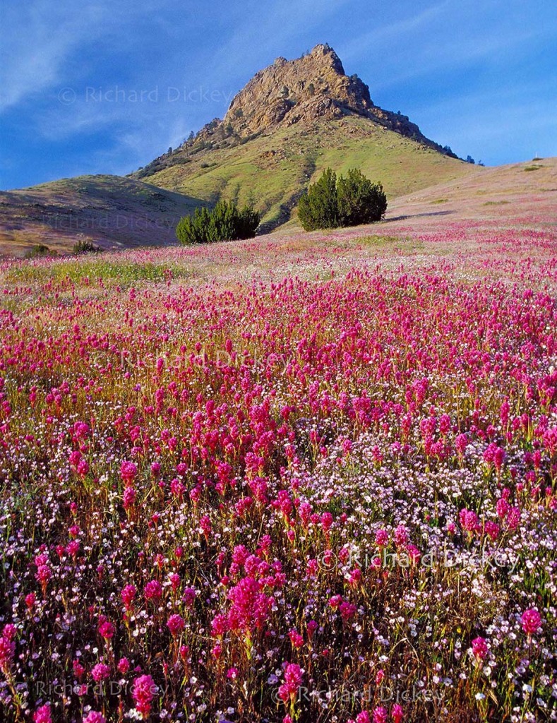 Rocky outcrop shaped like a cathedral surrounded by magenta owl's clover and silver/pink davy gilia wildflowers in the Sierra foothills 2003.