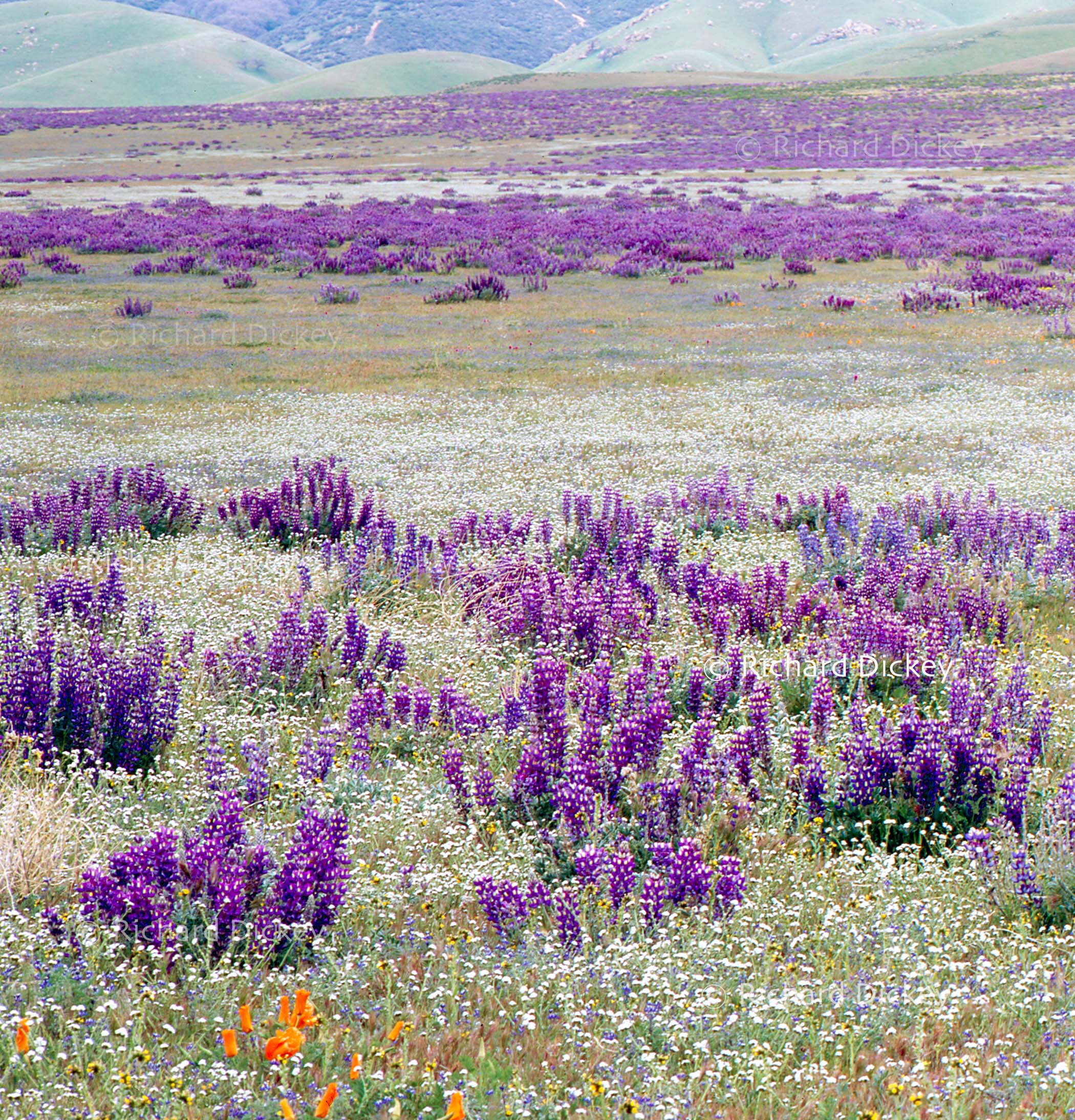 Enlarged detail of Adonis lupine, Lupinus excubitus, and surrounding wildflowers on the alluvial plain in the Western Antelope Valley.