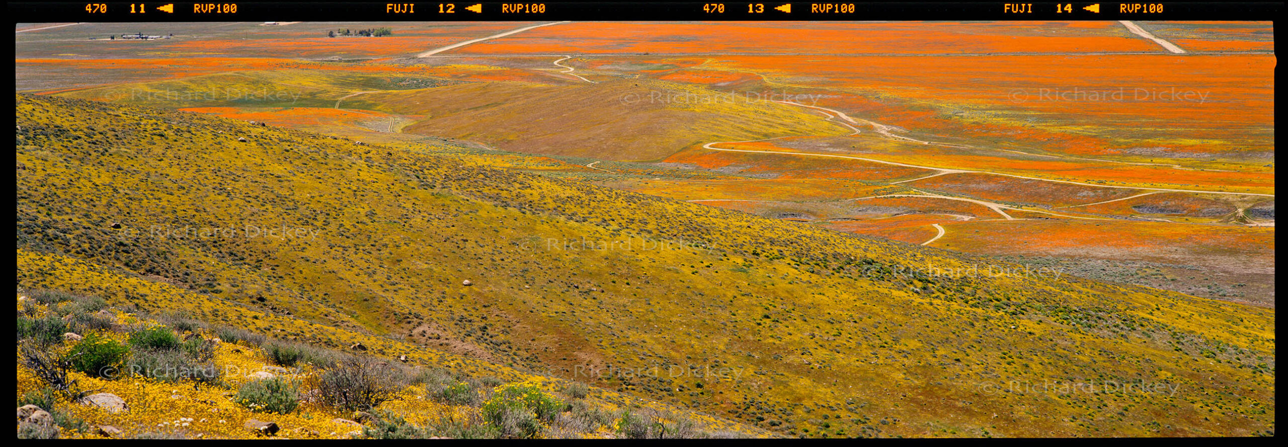 Fuji Velvia 6×17 cm panoramic transparency film photographed with the Fuji GX617 in the Antelope Valley, California.