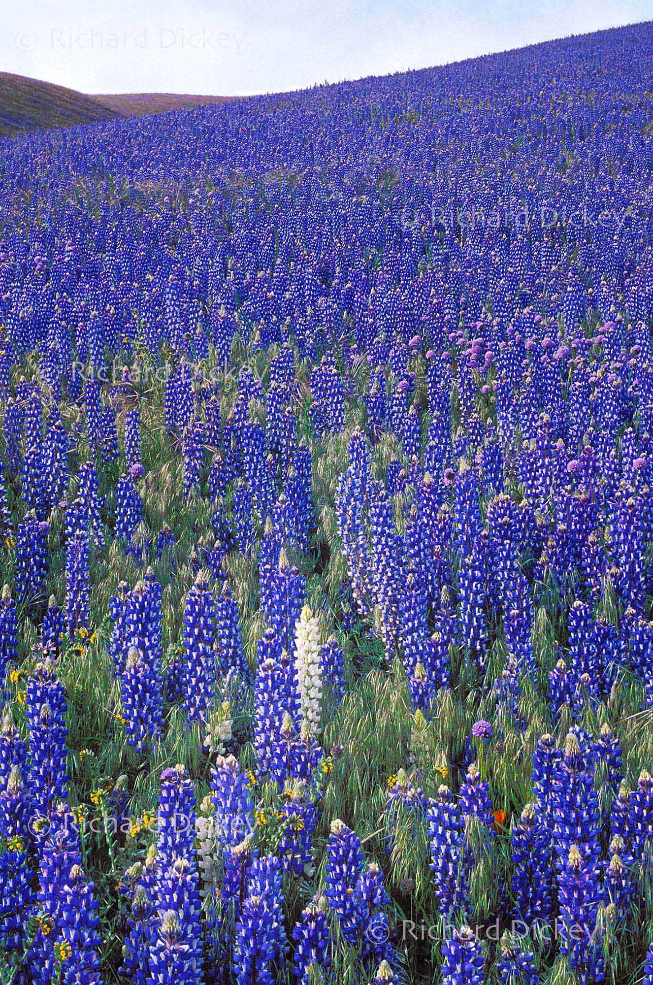 Dense blue Bentham lupines with a rare white lupine during the 2003 Gorman bloom.