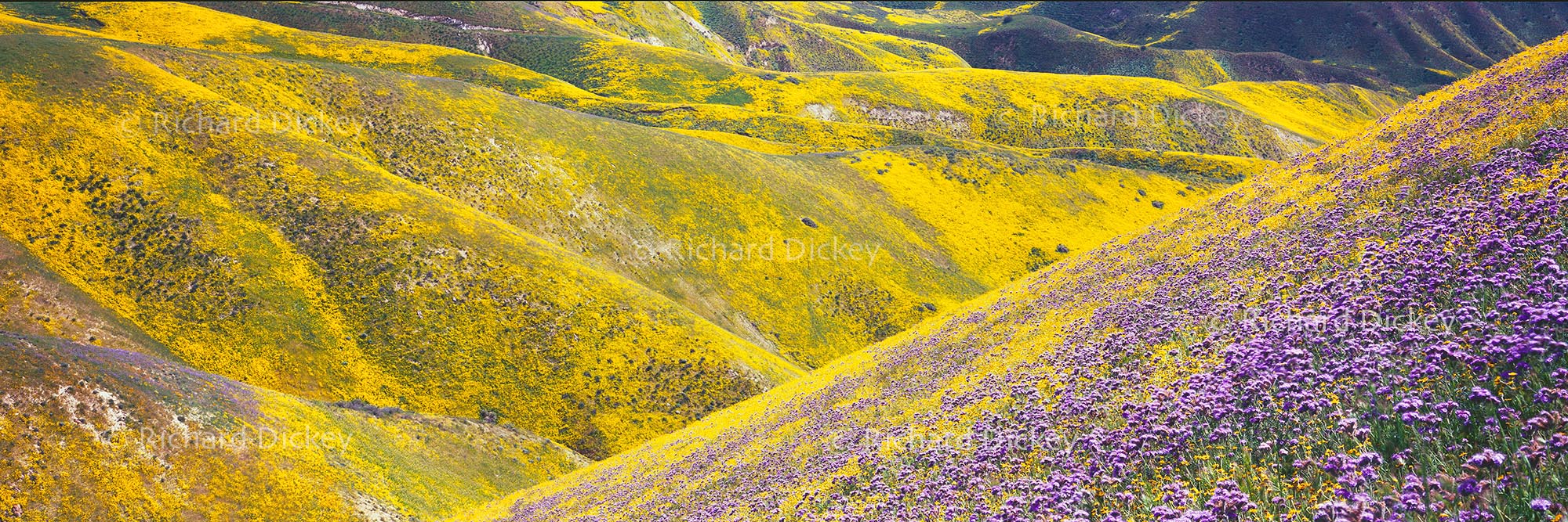 Fuji GX617 panorama of steep Temblor Range slopes covered with hillside daisies and other wildflowers above lacy phacelia in the foreground.