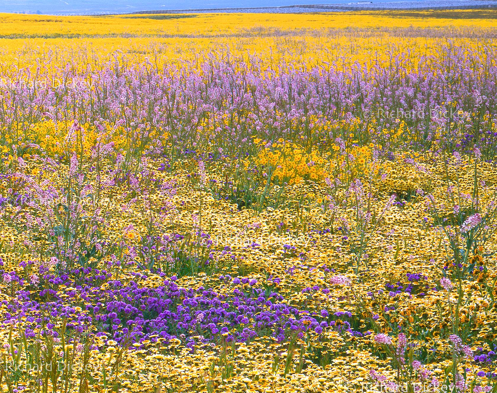 Close-up detail from the Carrizo Plain panorama showing lavender Byron larkspur among dense yellow and multicolored wildflowers.