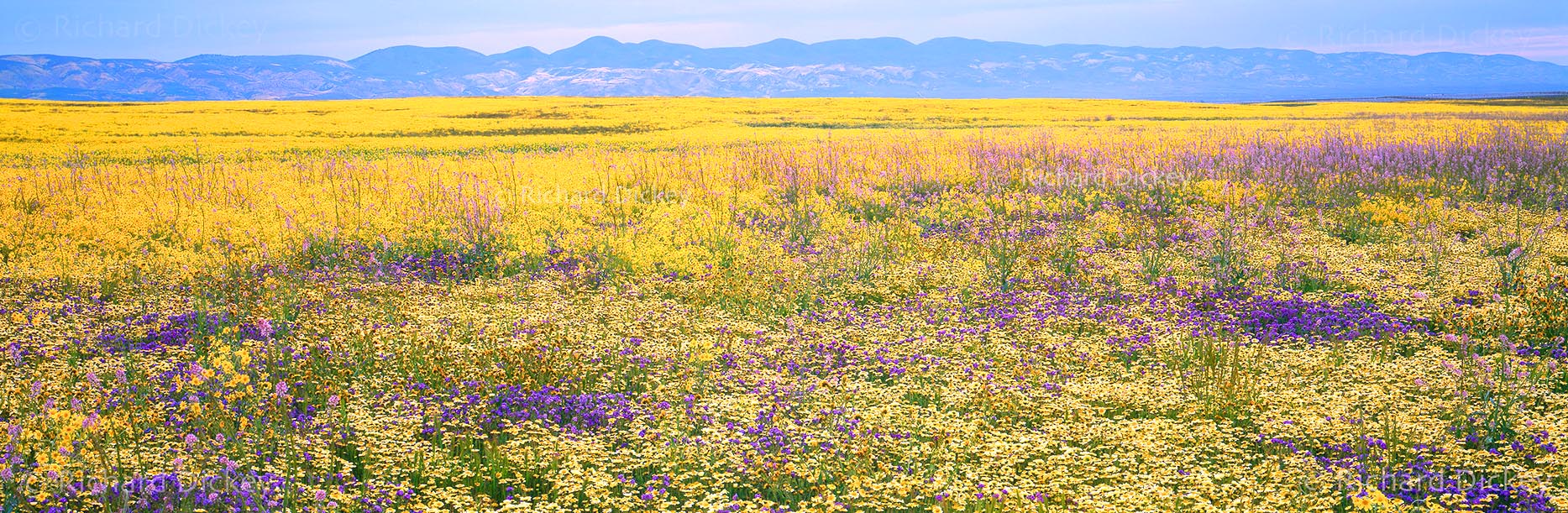 Fuji GX617 panorama of a predominantly yellow Carrizo Plain wildflower bloom with lavender Byron larkspur and other flowers visible throughout the field.