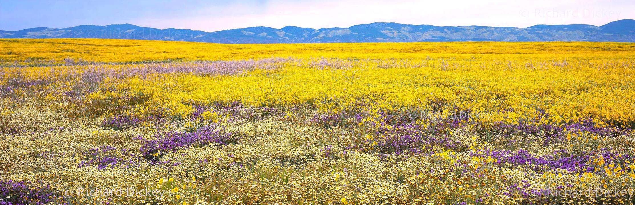 Fuji GX617 panorama of immense yellow and purple wildflower fields stretching across Carrizo Plain toward distant mountains.