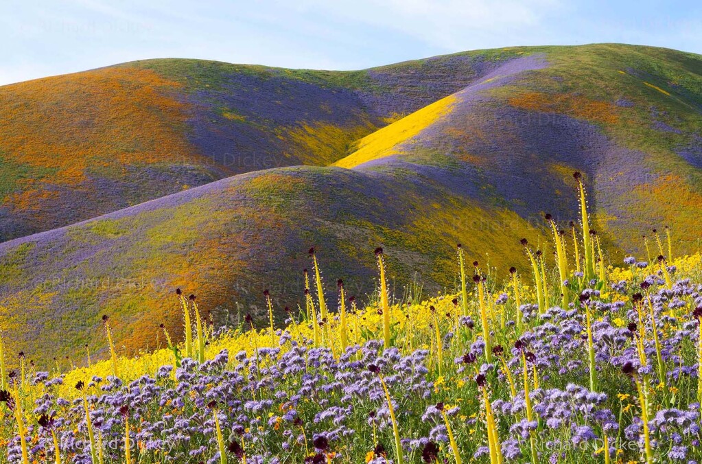 Rolling hills of the Carrizo Plains covered in a wildflower super bloom with orange, blue, yellow, maroon, and lavender flowers, California, 2017.