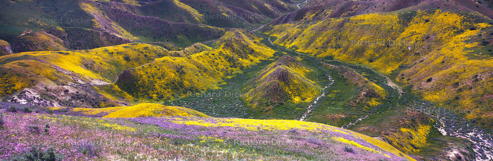 Fuji GX617 panoramic wildflower landscape in the Carrizo Plain and Temblor Range, California.