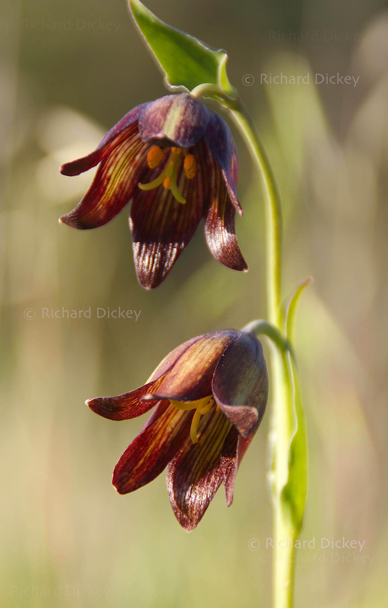 Chocolate lily, Fritillaria biflora, photographed as an intimate vertical wildflower study.