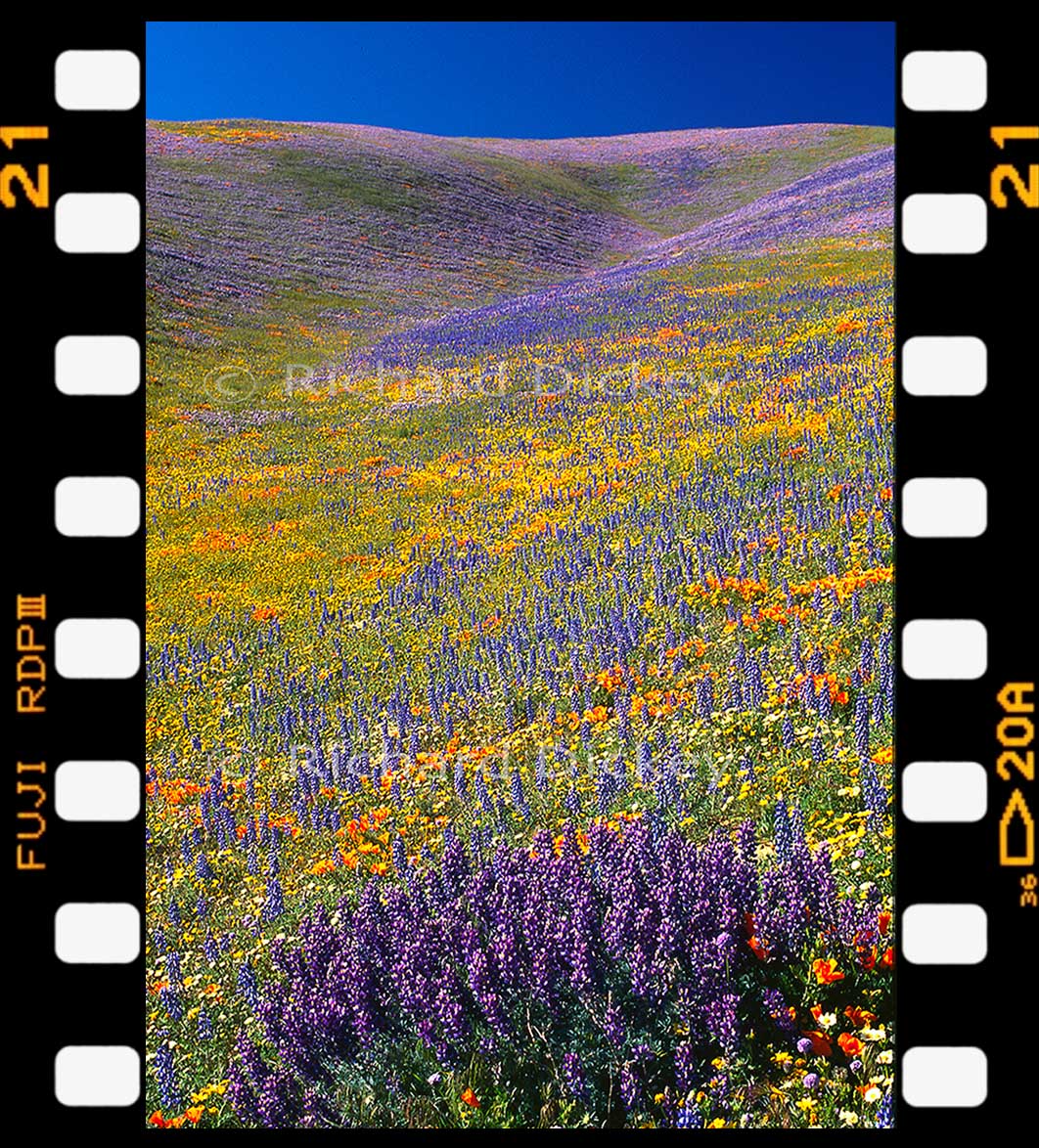 Fuji 35mm transparency film of wildflowers photographed in Gorman, California.