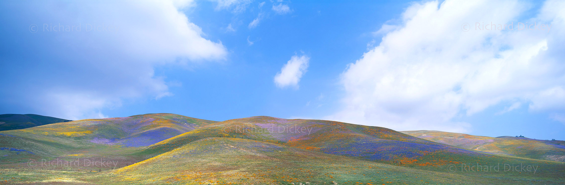 Fuji GX617 panorama of California wildflowers beneath an expansive blue sky and scattered clouds in Gorman, California, 2003.