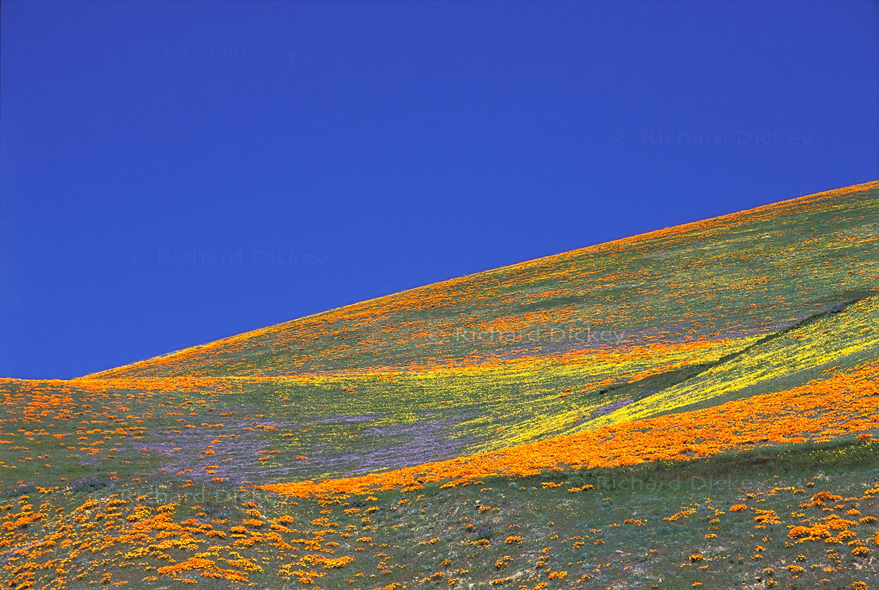 Striated bands of California poppies and other spring wildflowers across the steep Gorman Hills beneath a deep blue sky in 2001.