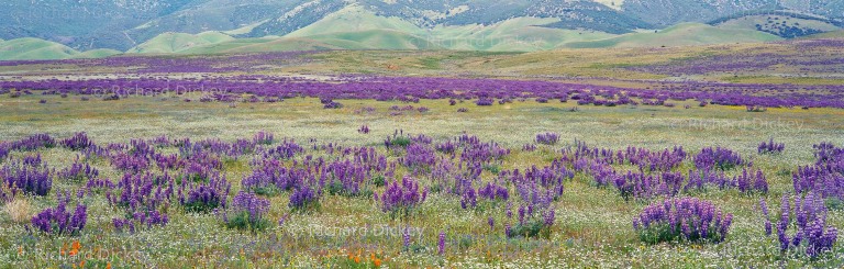 Fuji GX617 panorama of extensive Adonis lupines and other desert wildflowers across an alluvial plain on Tejon Ranch.