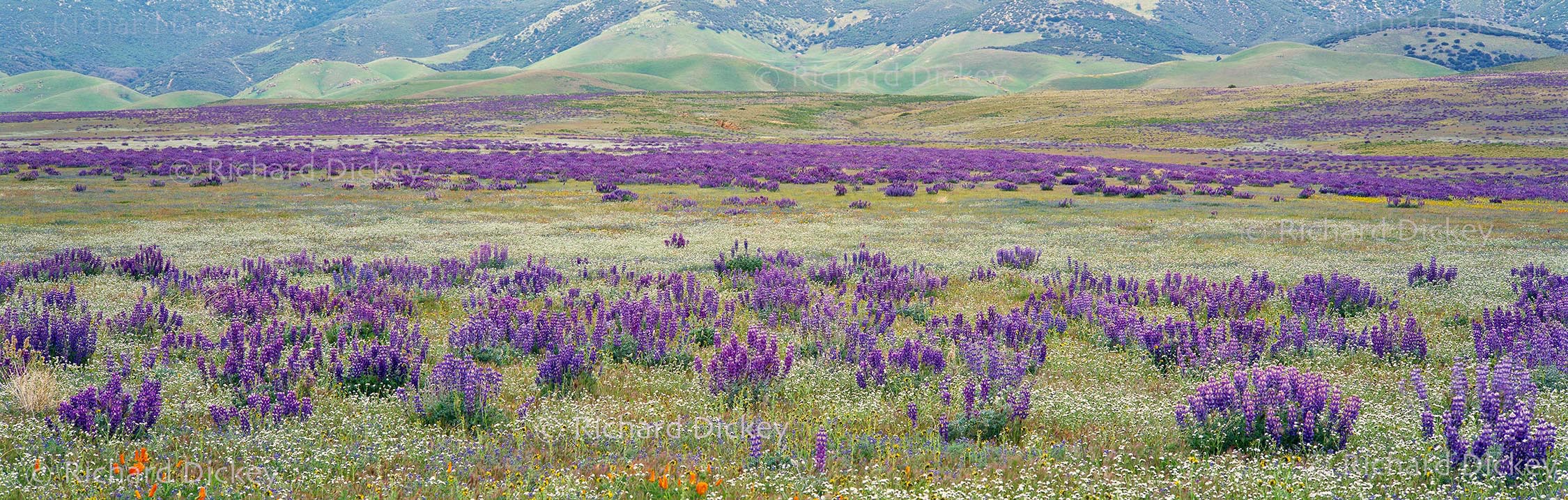 Fuji GX617 panorama of extensive Adonis lupines, California poppies and other desert wildflowers across an alluvial plain on Tejon Ranch.
